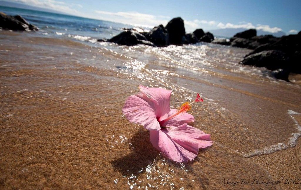 Aloha Hibiscus